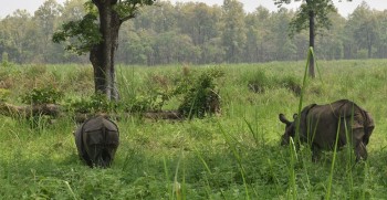 गैंडाको आक्रमणबाट दुईजनाको मृत्यु, चार घाइते