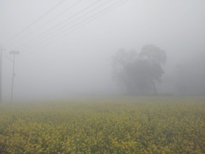 देशभर पश्चिमी वायुको प्रभाव तराईमा हुस्सु र कुहिरो