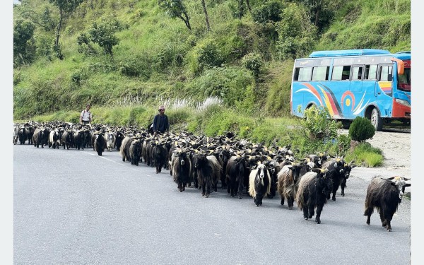 हिमाली च्याङ्ग्रा बजारमा आईपुगे, पोहोरको भन्दा यसपाली सस्तो