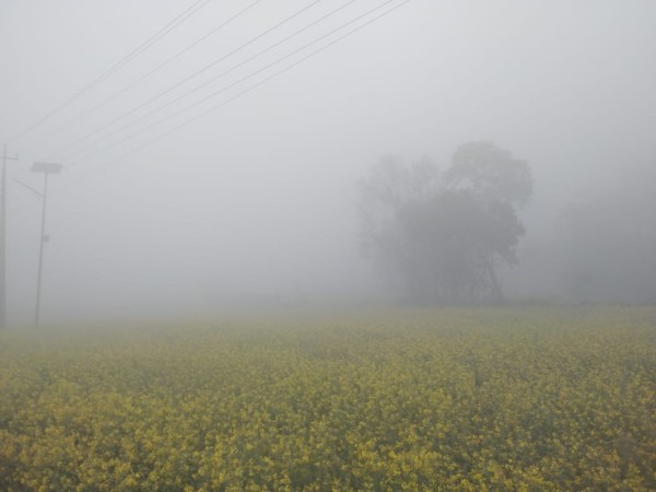 देशभर पश्चिमी वायुको प्रभाव तराईमा हुस्सु र कुहिरो