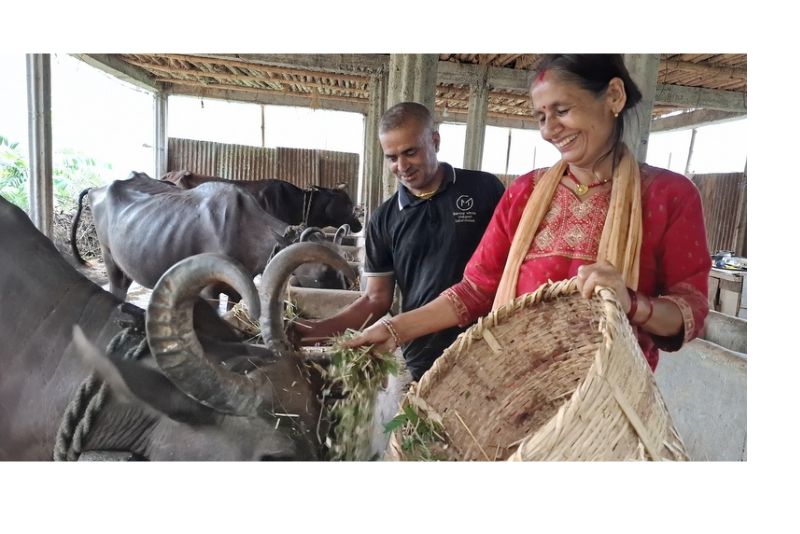 भैसी पालनमा रमाएका भट्टराई, परदेशिएका छोरालाई पनि बोलाउने